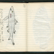 Illustration for article titled Take a Look at a 1948 Scientists Fish Drawings